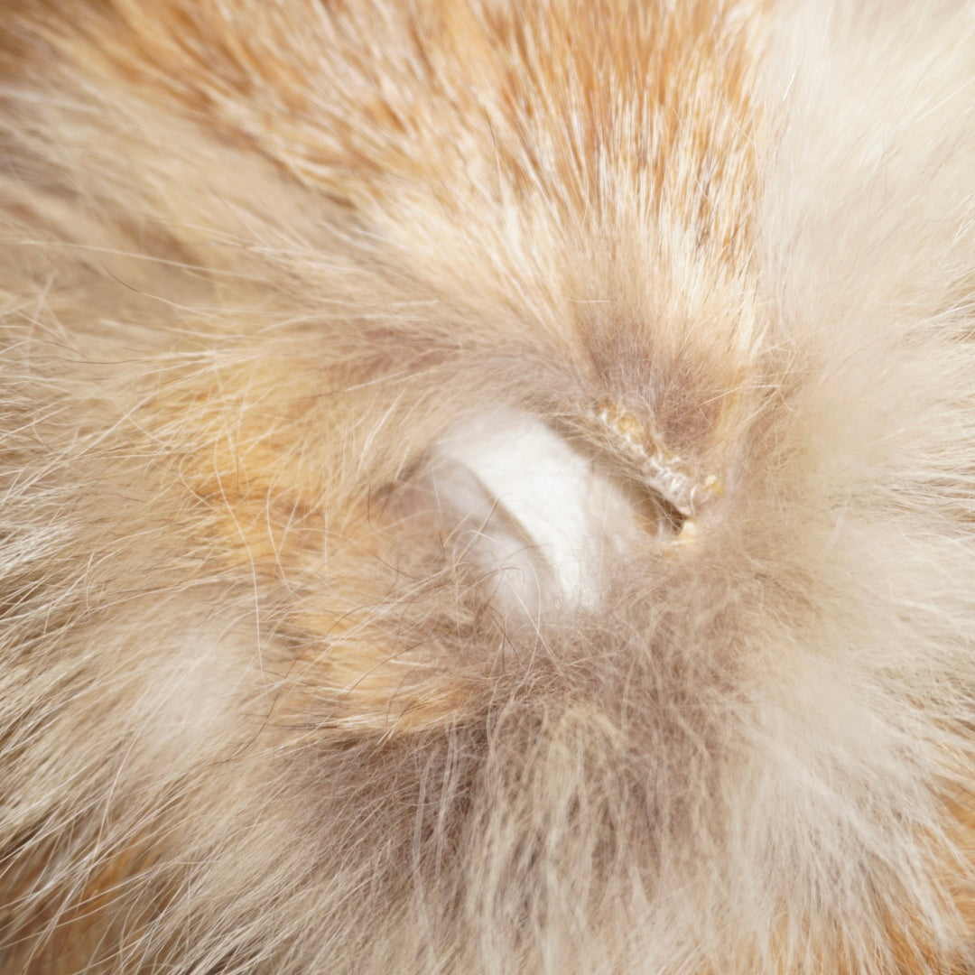 Genuine Fur Tie Puffer (S)